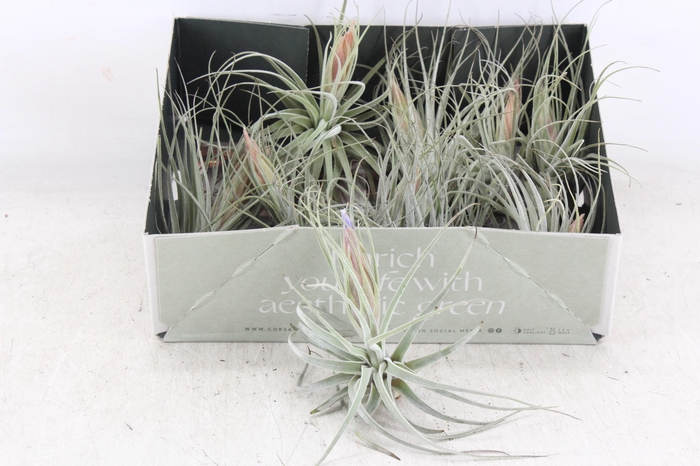 <h4>arr3 CP - Till. silver met bloem x10</h4>