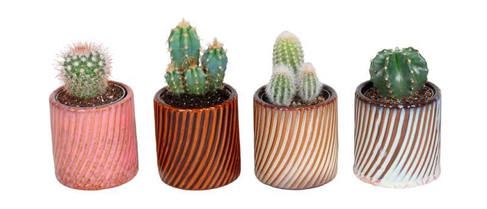 <h4>CACTACEAE p6</h4>