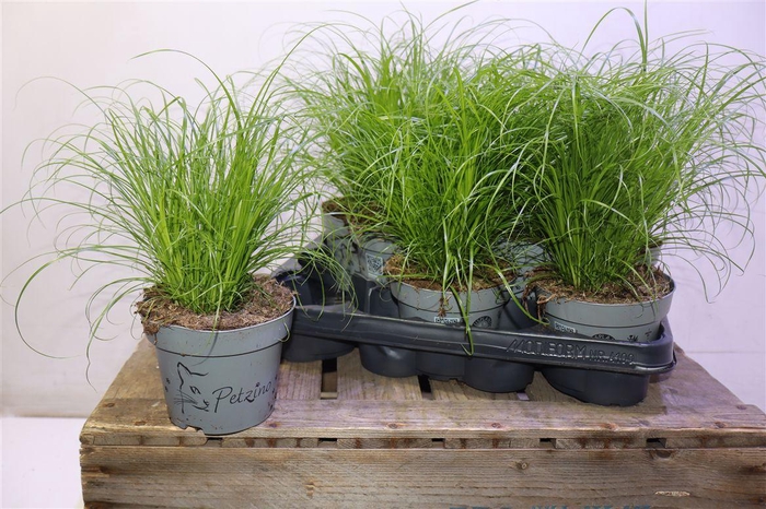 <h4>Cyper Alt Zumula</h4>