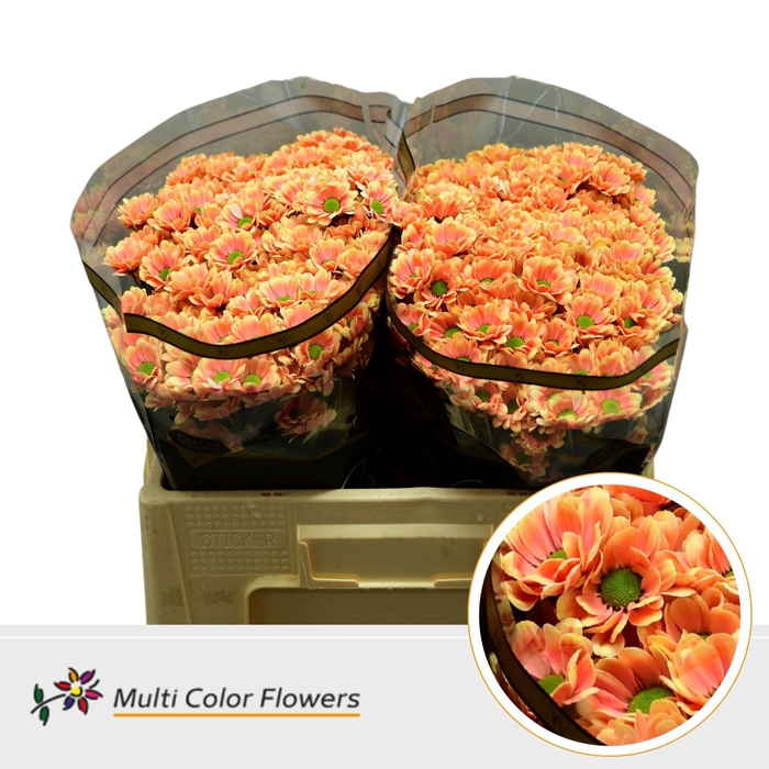 <h4>Chrysanthemum SA 'Bowie'  .color H%</h4>