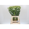 Oxypetalum coeruleum 'Perfect White Harmony'