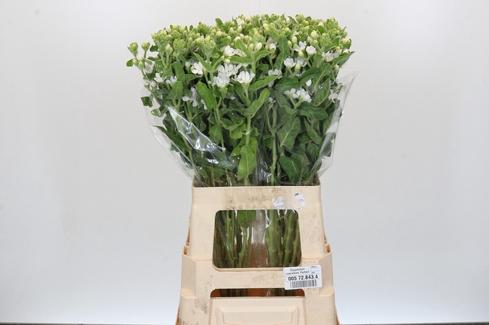 Oxypetalum coeruleum 'Perfect White Harmony'
