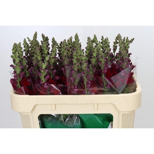 Antirrhinum Maryland Red