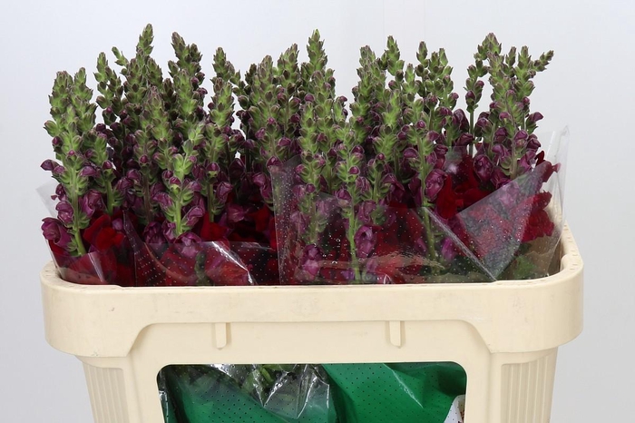 <h4>Antirrhinum Maryland Red</h4>