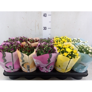 Chrysanthemum  'Milkshake'  ...mix