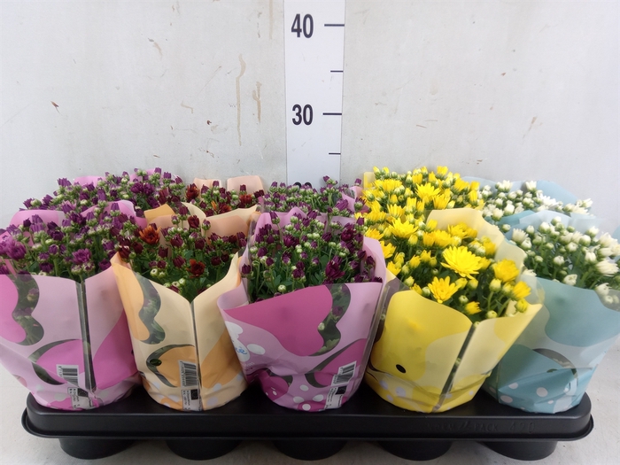 <h4>Chrysanthemum  'Milkshake'  ...mix</h4>