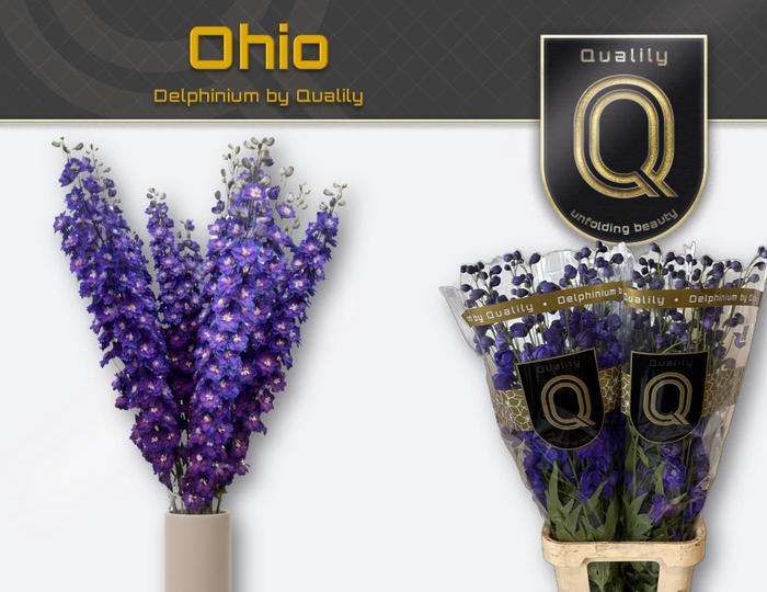 <h4>DELPH DU DELP OHIO 100CM X30</h4>