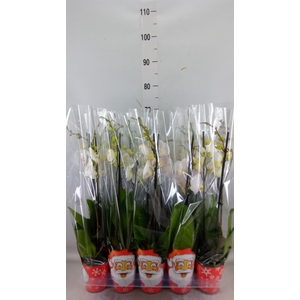 Phalaenopsis   ...white