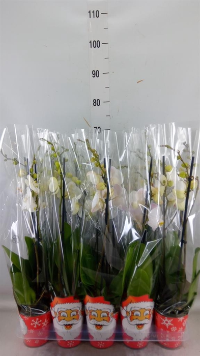 <h4>Phalaenopsis ...white</h4>