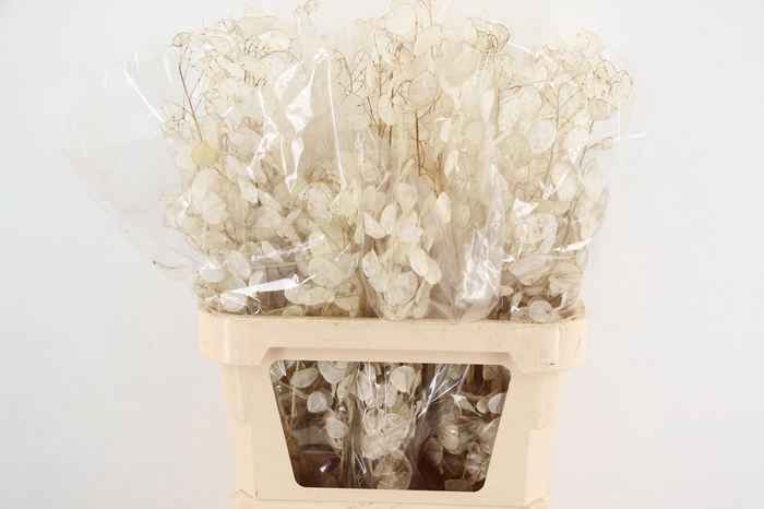 <h4>DF Lunaria Silverleaf per stem 90cm</h4>