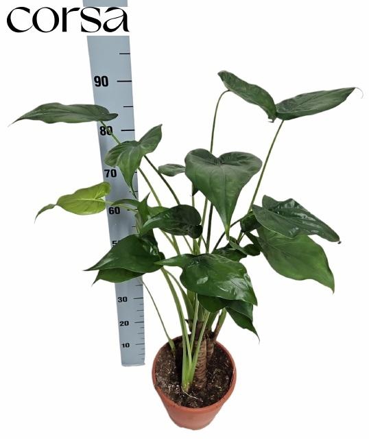 <h4>ALOC CUCULLATA</h4>