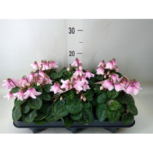Cyclamen KL 'Djix'