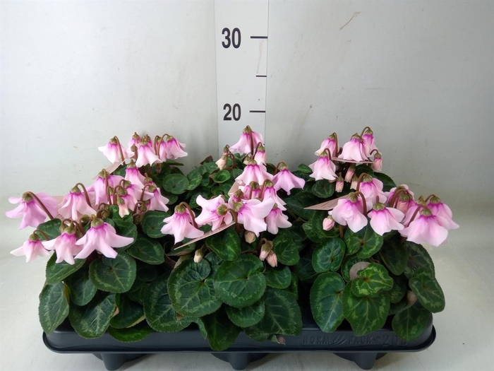 <h4>Cyclamen KL 'Djix'</h4>