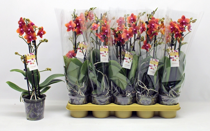 <h4>PHAL OV ORANJE</h4>