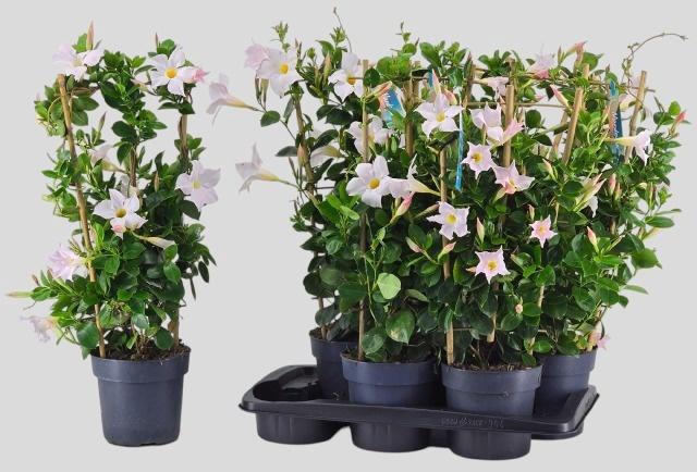 <h4>MANDE SUN WHITE</h4>