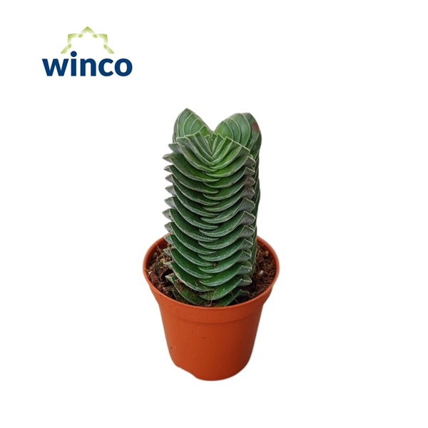 <h4>Crassula Buddha's Temple XL</h4>