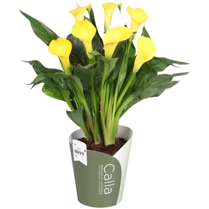 Zantedeschia Sunclub SoHappyCalla geel met groene potcover