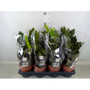 Zamioculcas zamiifolia 'Dowon'