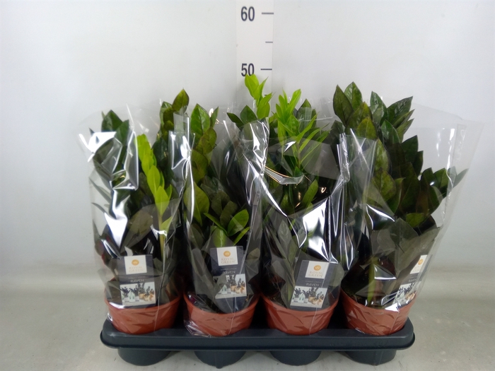 <h4>Zamioculcas zamiifolia 'Dowon'</h4>