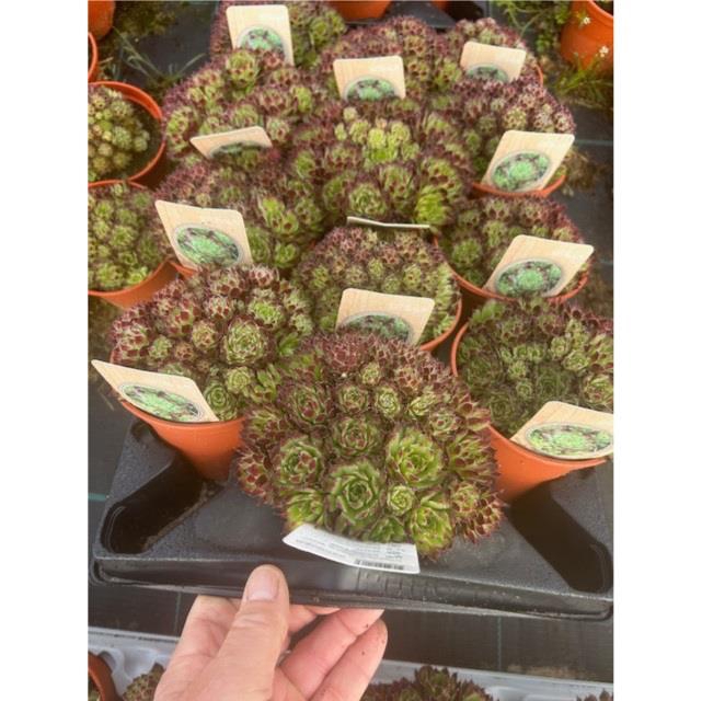 SEMPERVIVUM-HYBRID P12 Z. ETIKET