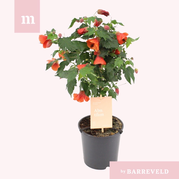 <h4>Abutilon Red Trumpet</h4>