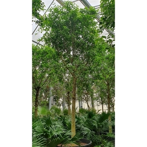 Ficus Nitida