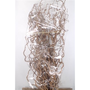 Corylus Av Contorta
