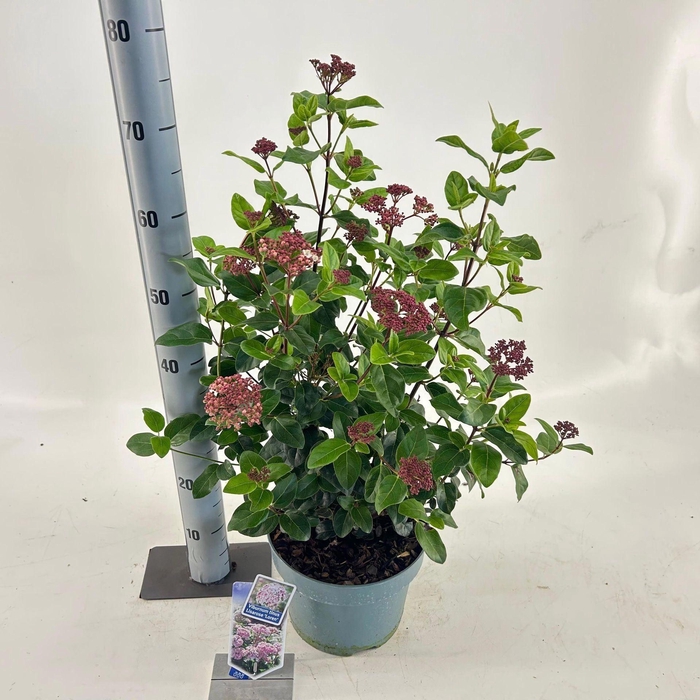 <h4>Viburnum tinus</h4>