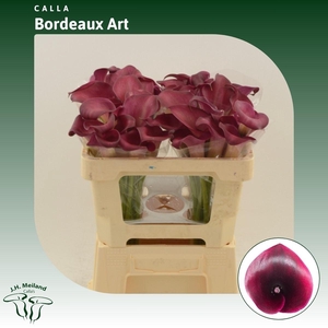 Calla Bordeaux Art