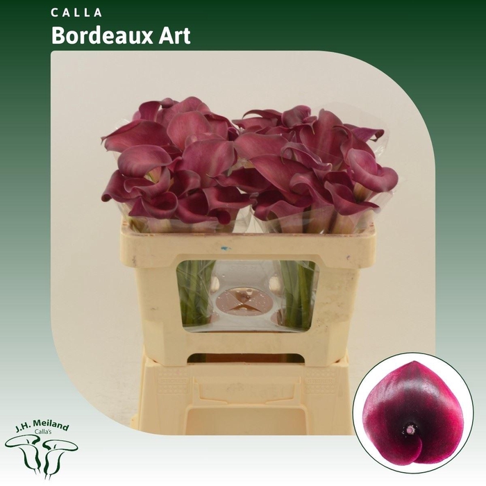 <h4>Calla Bordeaux Art</h4>