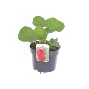 Alcea rosea Chart. Double Scarlet