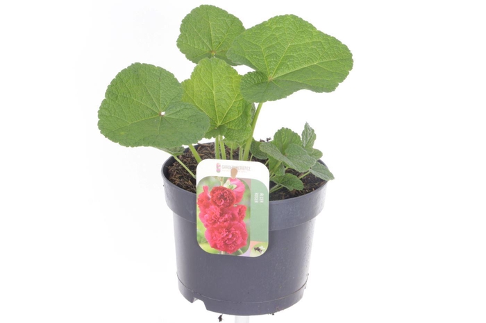 <h4>Alcea rosea Chart. Double Scarlet</h4>