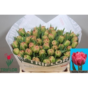 TU DU QUIN TRUSTFULL