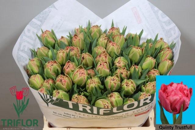 <h4>TU DU QUIN TRUSTFULL</h4>