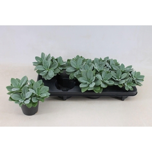 Senecio Cephalophorus 12cm