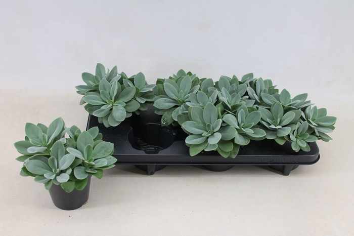 <h4>Senecio Cephalophorus 12cm</h4>