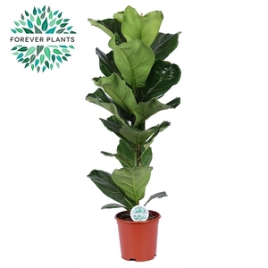 Ficus Lyrata p21