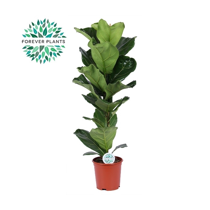 <h4>Ficus Lyrata p21</h4>