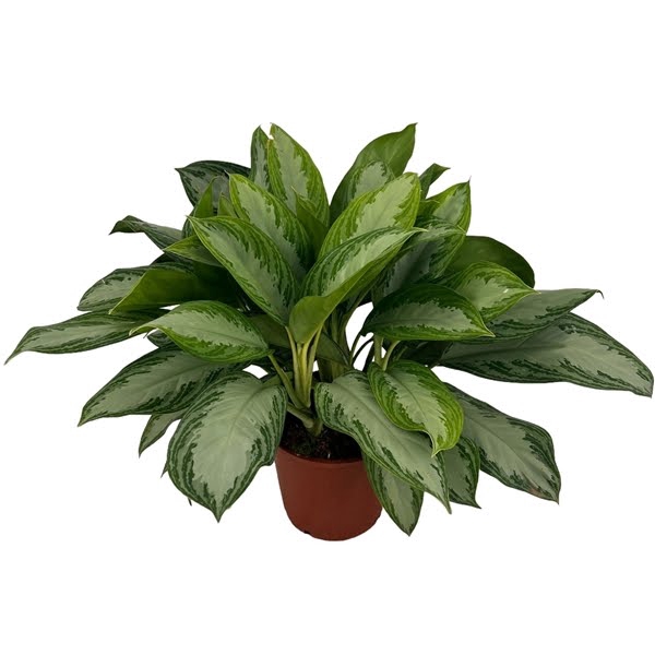 <h4>Aglaonema Silver Bay P24</h4>