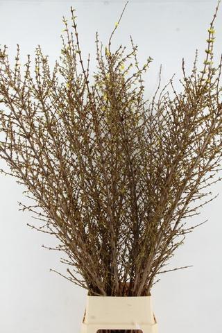 <h4>FORSY I SPECTABILIS 150CM</h4>