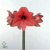 AMARYLLIS DESIRE