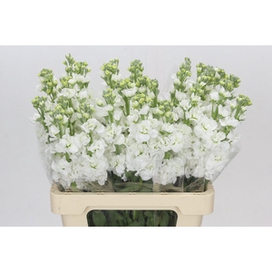 Matthiola Iron White