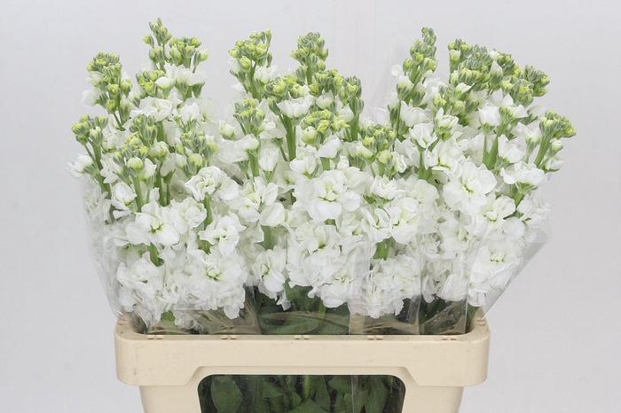 <h4>Matthiola Iron White</h4>
