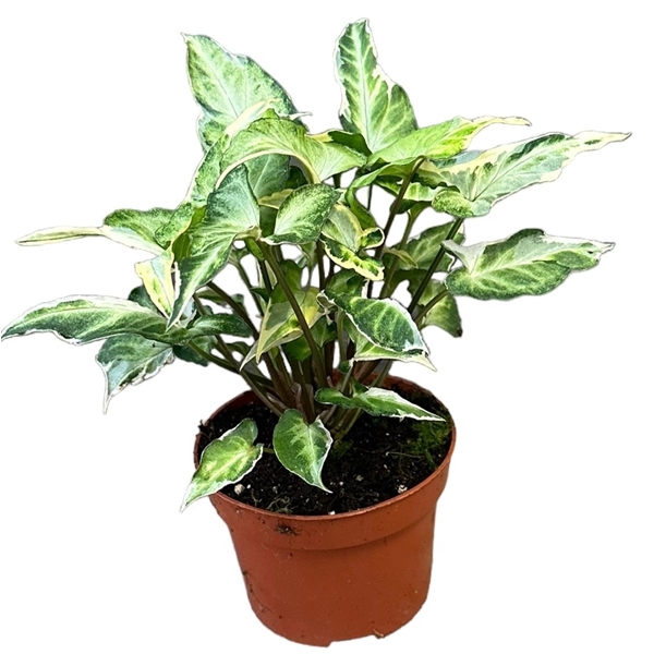 <h4>Syngonium T25</h4>