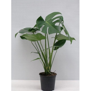 MONSTERA DELICIOSA P15
