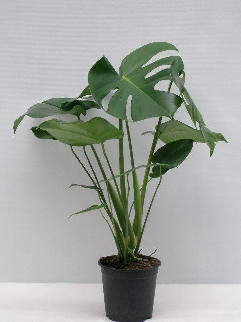 <h4>MONSTERA DELICIOSA P15</h4>