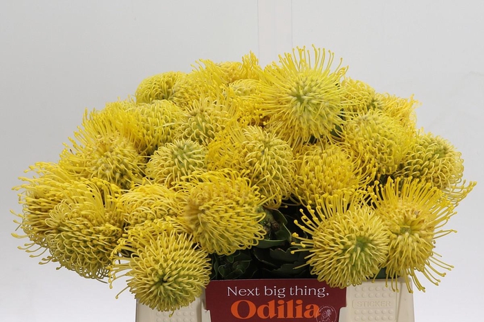 <h4>Nutans High Gold</h4>