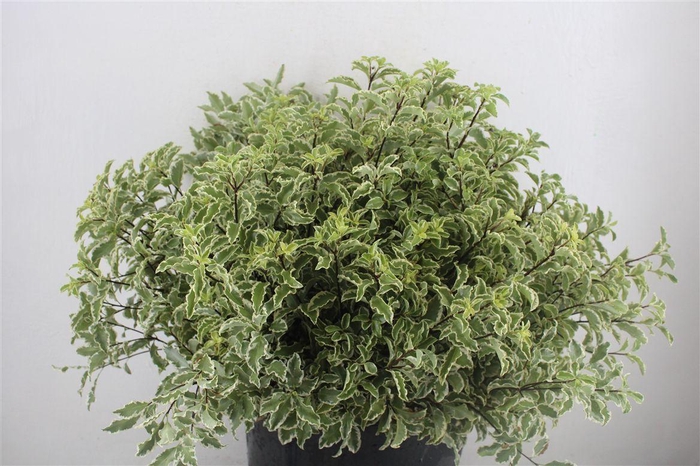 <h4>Pitto Nigra 150gr P Bunch</h4>