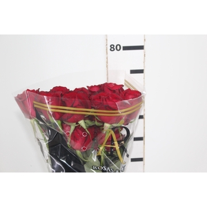 ROSA SAMOURAI 060 CM ESTUFA