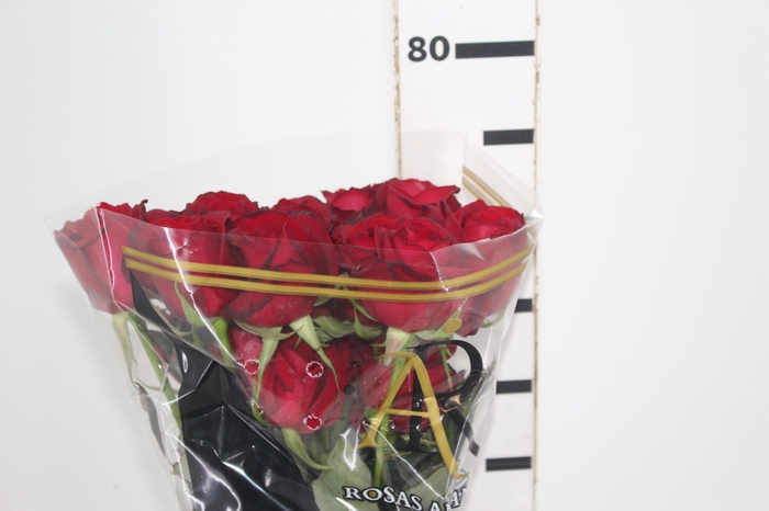 <h4>ROSA SAMOURAI 060 CM ESTUFA</h4>